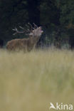 Red Deer (Cervus elaphus)