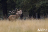 Red Deer (Cervus elaphus)