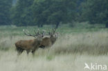 Red Deer (Cervus elaphus)