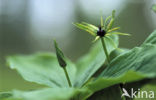 Eenbes (Paris quadrifolia)