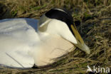 Eider (Somateria mollissima)