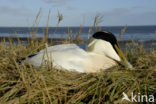 Eider (Somateria mollissima)