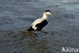 Eider (Somateria mollissima)