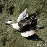 Eider (Somateria mollissima)