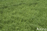 Perennial Rye-grass (Lolium perenne)