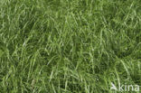 Perennial Rye-grass (Lolium perenne)