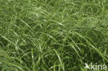 Perennial Rye-grass (Lolium perenne)