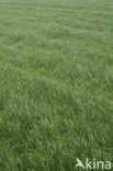 Perennial Rye-grass (Lolium perenne)