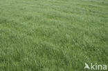 Perennial Rye-grass (Lolium perenne)