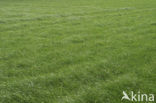Perennial Rye-grass (Lolium perenne)