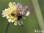 Esparcette zygaena (Zygaena carniolica)