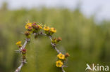 Euphorbia tree (Euphorbia)