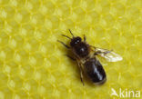 honey bee (Apis mellifera mellifera)