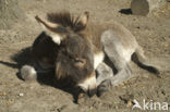 Donkey (Equus asinus)