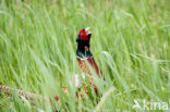 Ring-necked Pheasant (Phasianus colchicus)