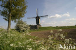 Cow Parsley (Anthriscus sylvestris)