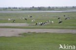 Mottled Cow (Bos domesticus)