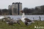 Goose (Anser spec.)