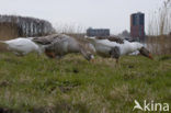 Goose (Anser spec.)