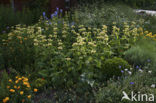 Garten Stenkamp