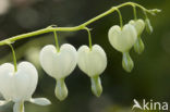 gebroken hartje (Dicentra spectabilis)