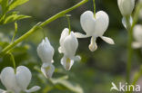 gebroken hartje (Dicentra spectabilis)