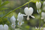 gebroken hartje (Dicentra spectabilis)