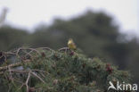 Geelgors (Emberiza citrinella)