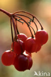 Gelderse roos (Viburnum opulus)