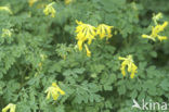 Yellow Corydalis (Pseudofumaria lutea)