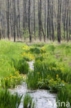 Gele lis (Iris pseudacorus)