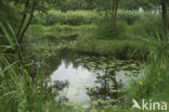 Gele plomp (Nuphar lutea)