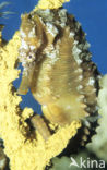 Lined Seahorse (Hippocampus erectus) 