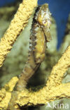 Lined Seahorse (Hippocampus erectus) 