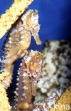 Lined Seahorse (Hippocampus erectus) 