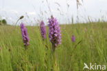 Gevlekte orchis (Dactylorhiza maculata) 