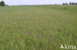Spotted orchid (Dactylorhiza maculata)