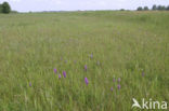 Gevlekte orchis (Dactylorhiza maculata) 