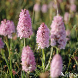 Marsh-orchid (Dactylorhiza purdalina)