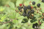 Gewone braam (Rubus fruticosus)