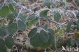 Gewone braam (Rubus fruticosus)