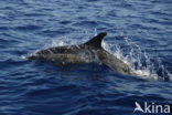 Common Dolphin (Delphinus delphis)