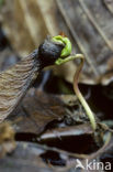 Gewone esdoorn (Acer pseudoplatanus)