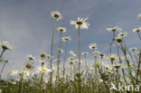 Gewone margriet (Leucanthemum vulgare)