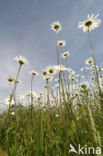 Gewone margriet (Leucanthemum vulgare)