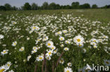 Gewone margriet (Leucanthemum vulgare)