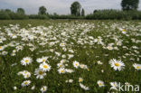 Gewone margriet (Leucanthemum vulgare)