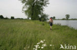 Gewone margriet (Leucanthemum vulgare)