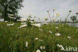 Gewone margriet (Leucanthemum vulgare)