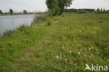 Gewone margriet (Leucanthemum vulgare)